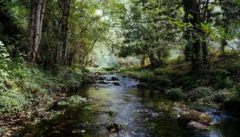 Das Foto zeigt einen Bach im Wald bei gutem Wetter.